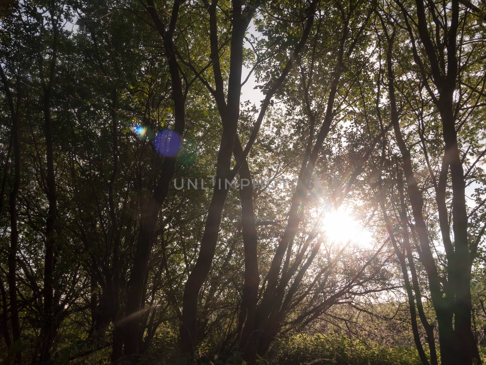 sun poking through trees inside a forest stunning and lush creating a powerful scene of nature that is peaceful moving and emotional amazing