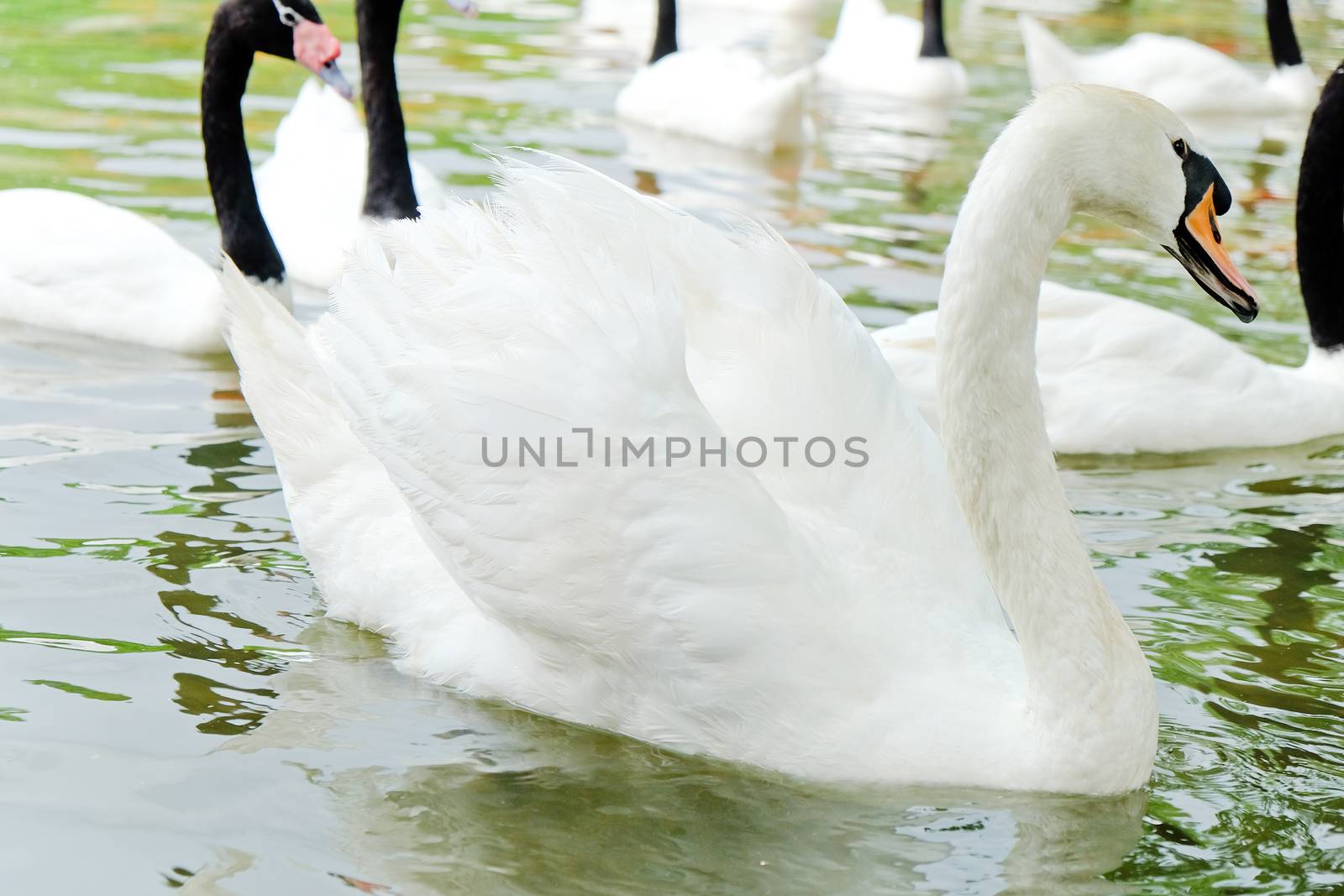 Swan in the lake