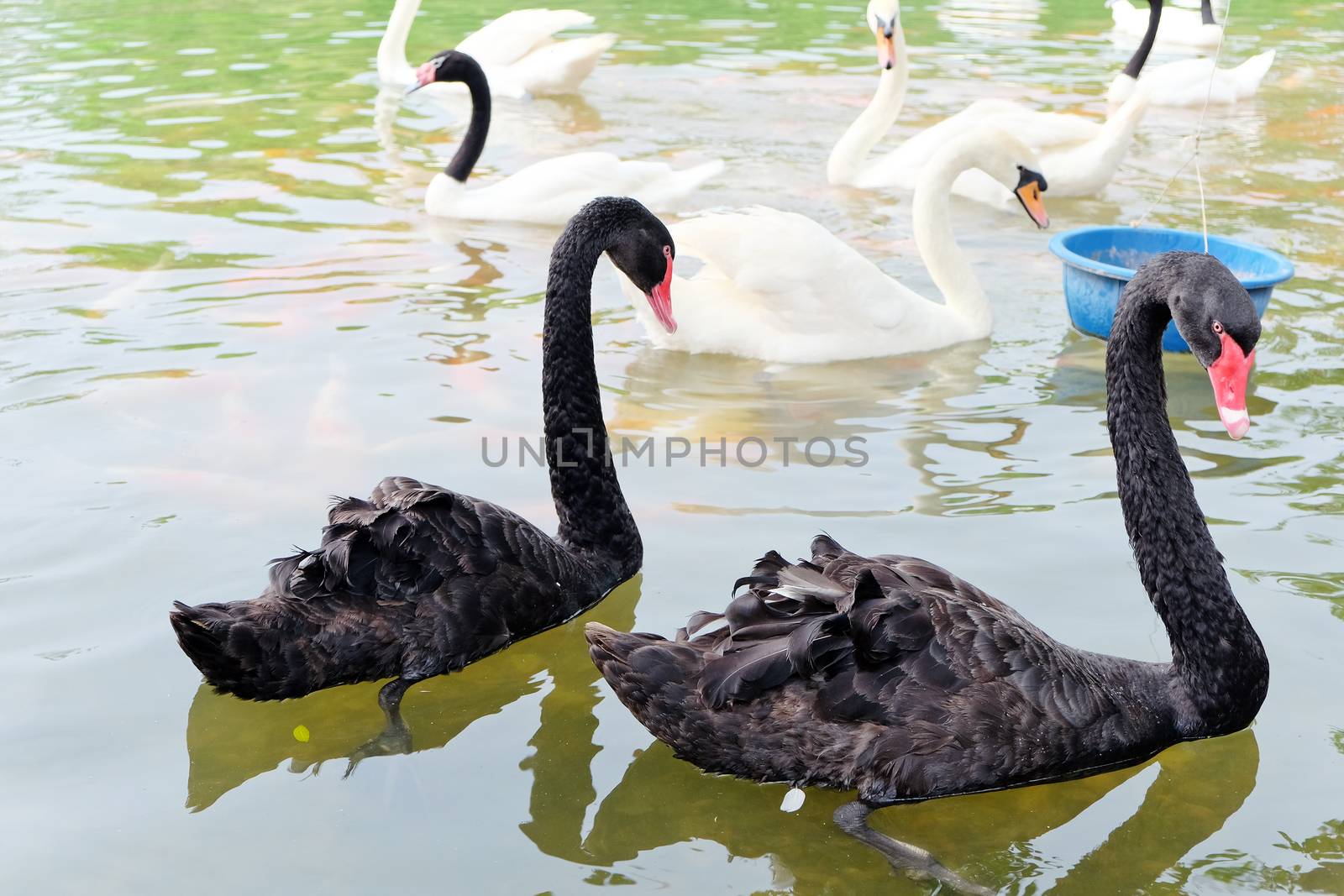 Swan in the lake