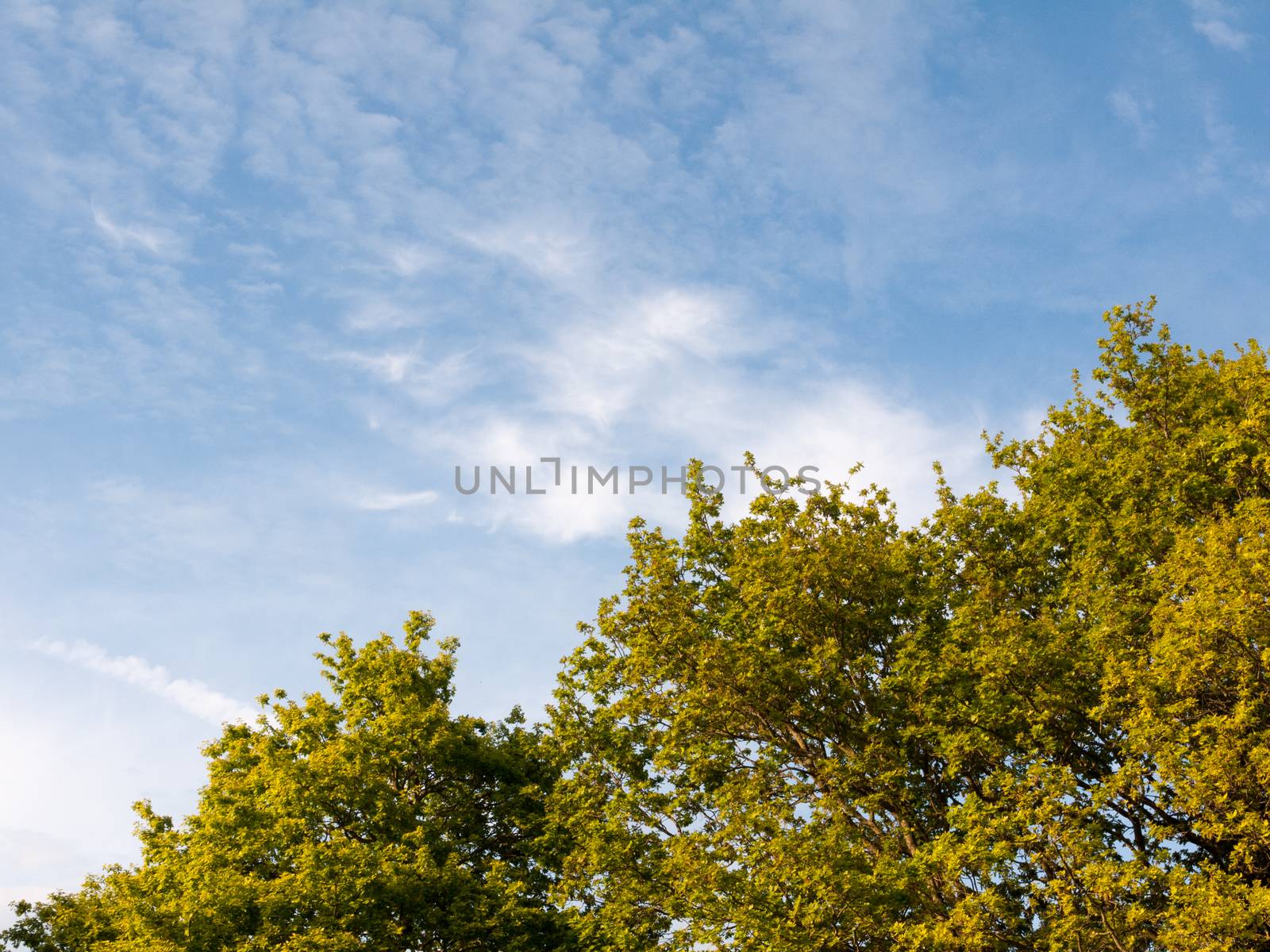 a lush green peaceful skyline of tree tops and a nice backdrop sky scene of blues and white streaked clouds nature and beauty that is clean