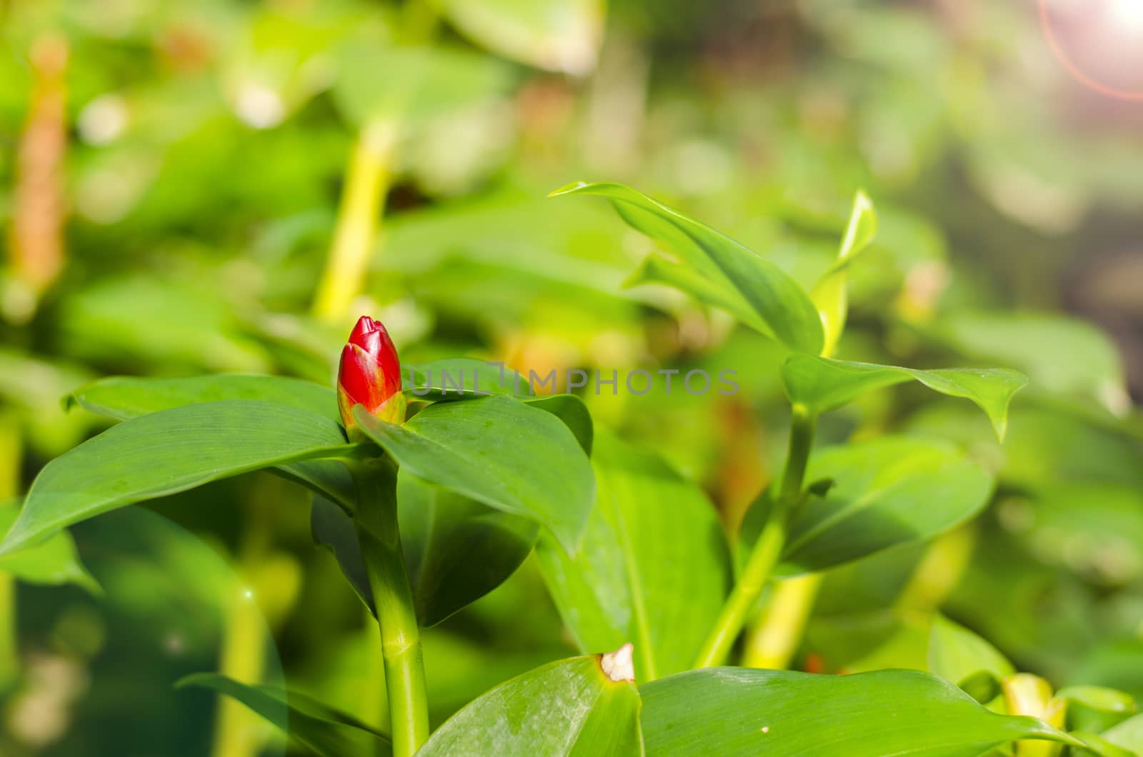 Songkhla head or ginger Costus speciosus in the south of Thailand