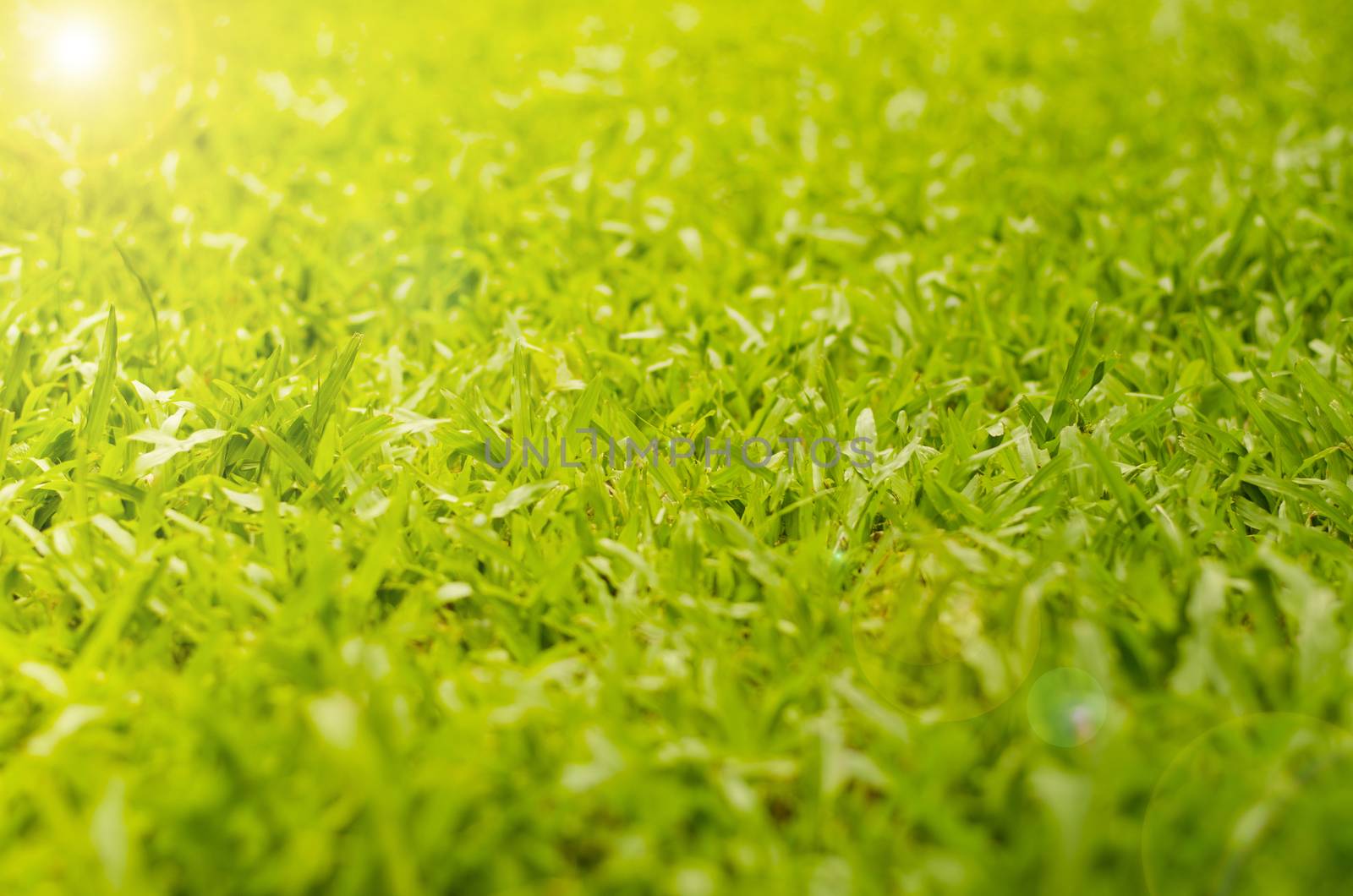 Abstract natural backgrounds grass by phochi