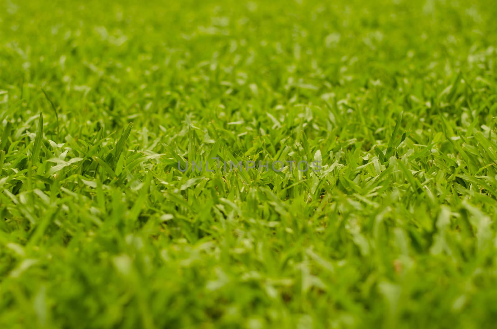 Abstract natural backgrounds grass blur