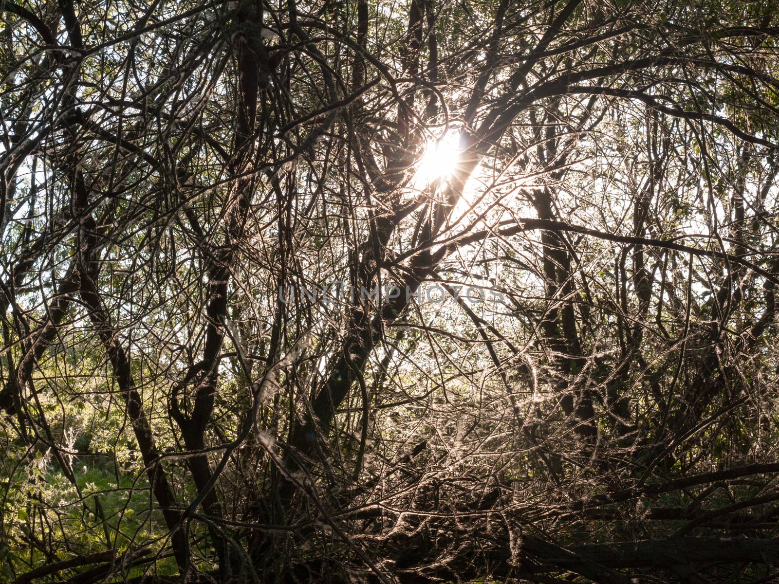 sun poking through trees inside a forest stunning and lush creating a powerful scene of nature that is peaceful moving and emotional amazing with gorgeous fluffly branches shining