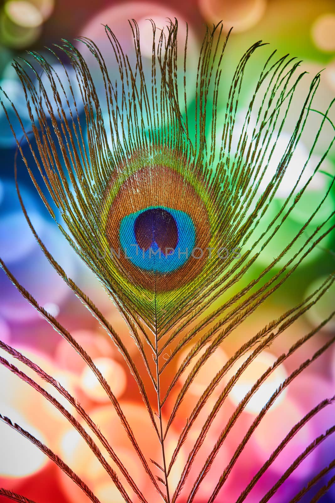 Peacock feather with a colorful background macro 