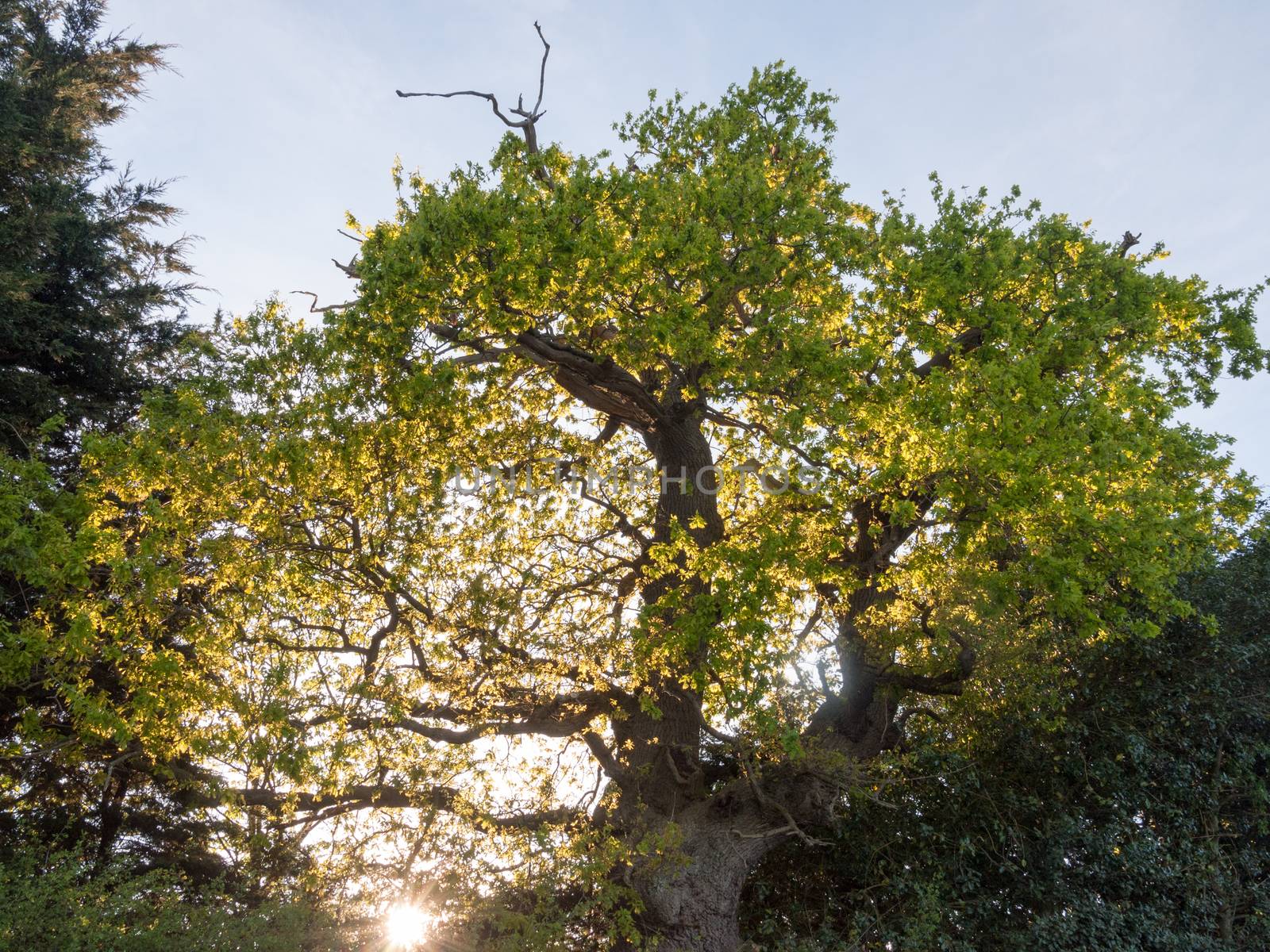 the sun poking through an oak tree outside on edge of country with plenty of serene beauty that is amazingly fresh and stunning nature
