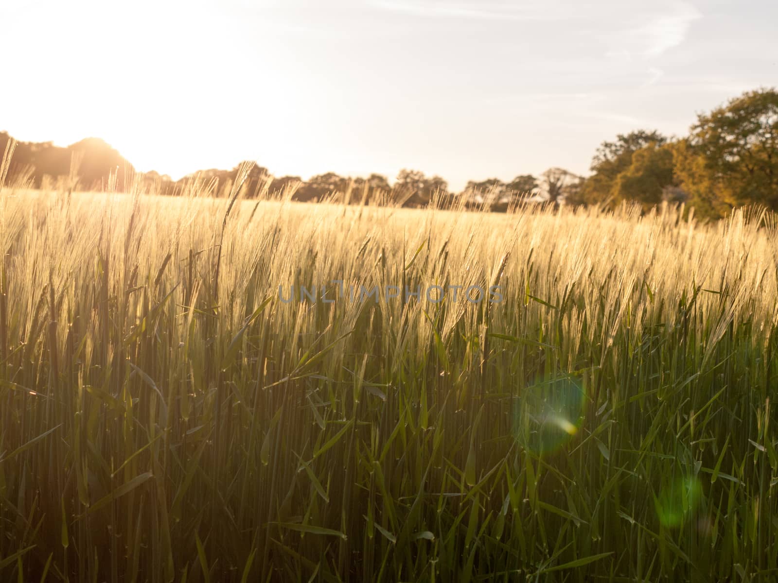 beautiful crop fields closing up in the setting sunlight over the tops of them creating a wonderful and stunning golden glow that is moving and wonderful