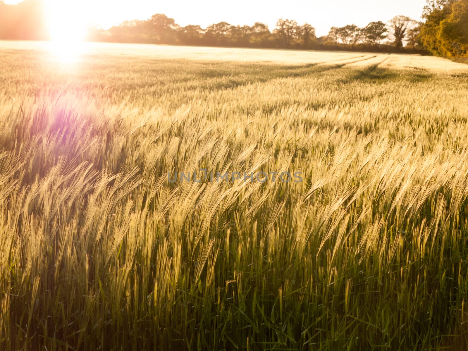 beautiful crop fields closing up in the setting sunlight over the tops of them creating a wonderful and stunning golden glow that is moving and wonderful