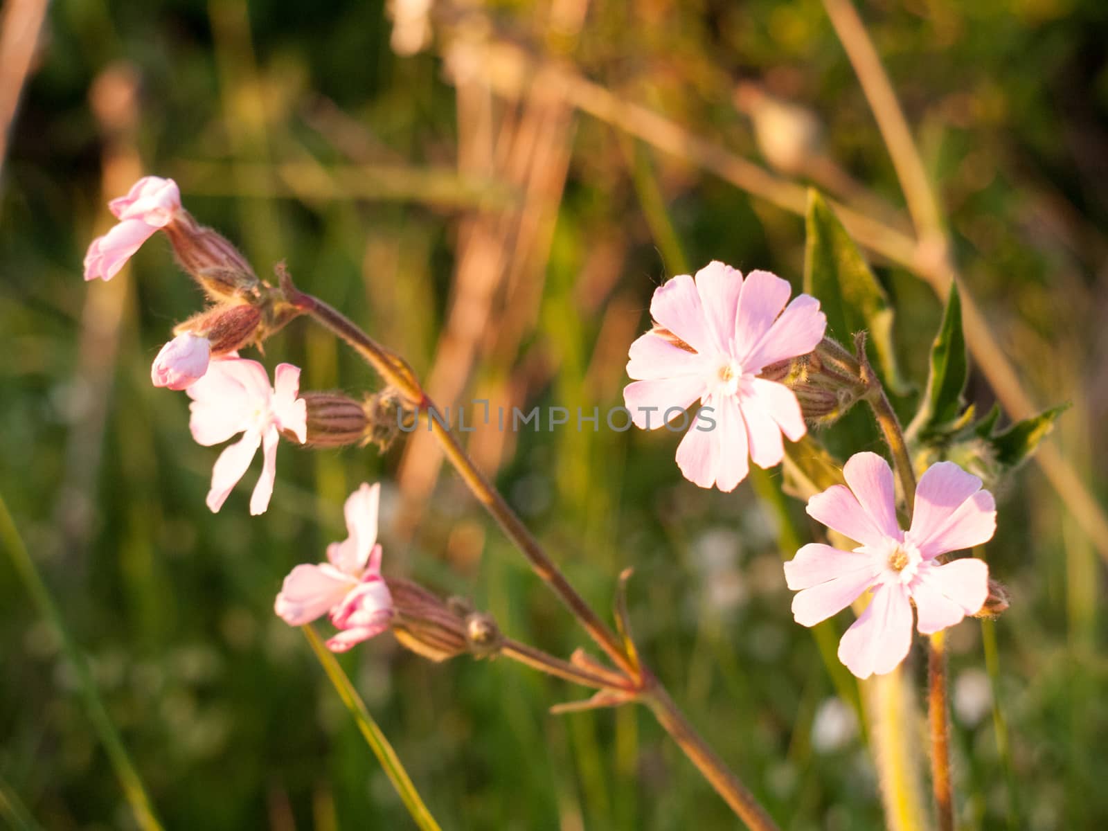 beautiful pink flowers heads in meadow side in setting sun looking pretty and clean lots of love and peace