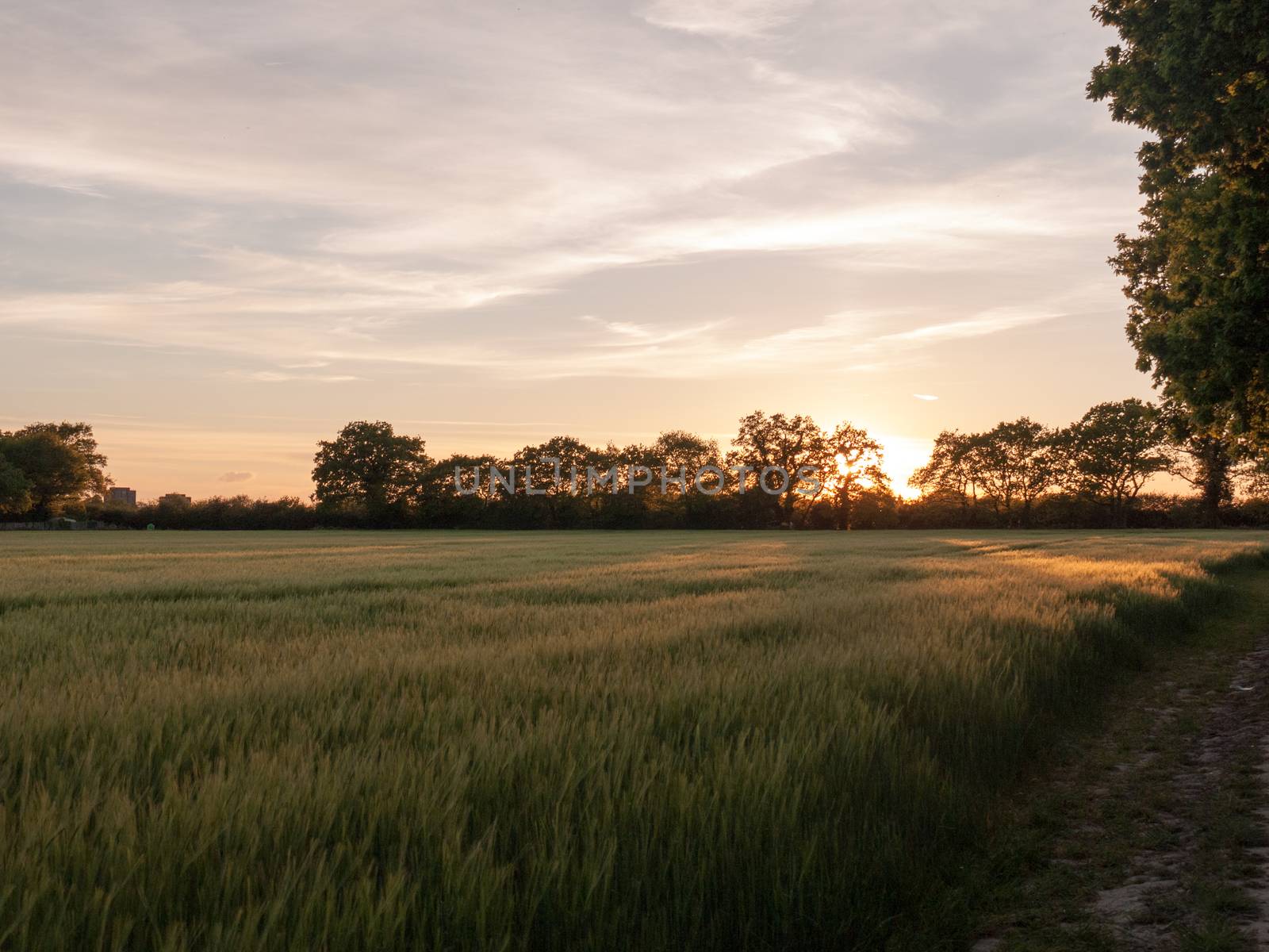 a sunset scene outside in a farm field of green crop and a golden hue and wonderful vibrant colours that are serene natural and peacefully stunning
