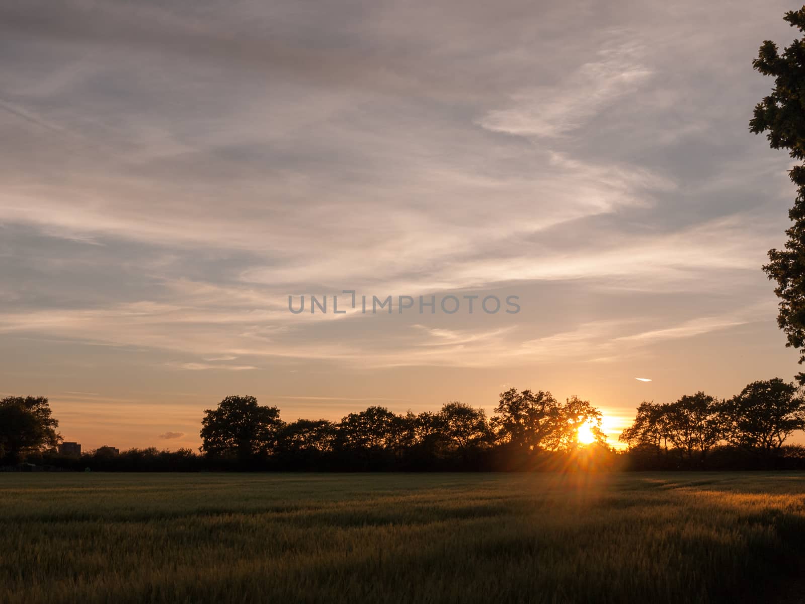 a sunset scene outside in a farm field of green crop and a golden hue and wonderful vibrant colors that are serene natural and peacefully stunning