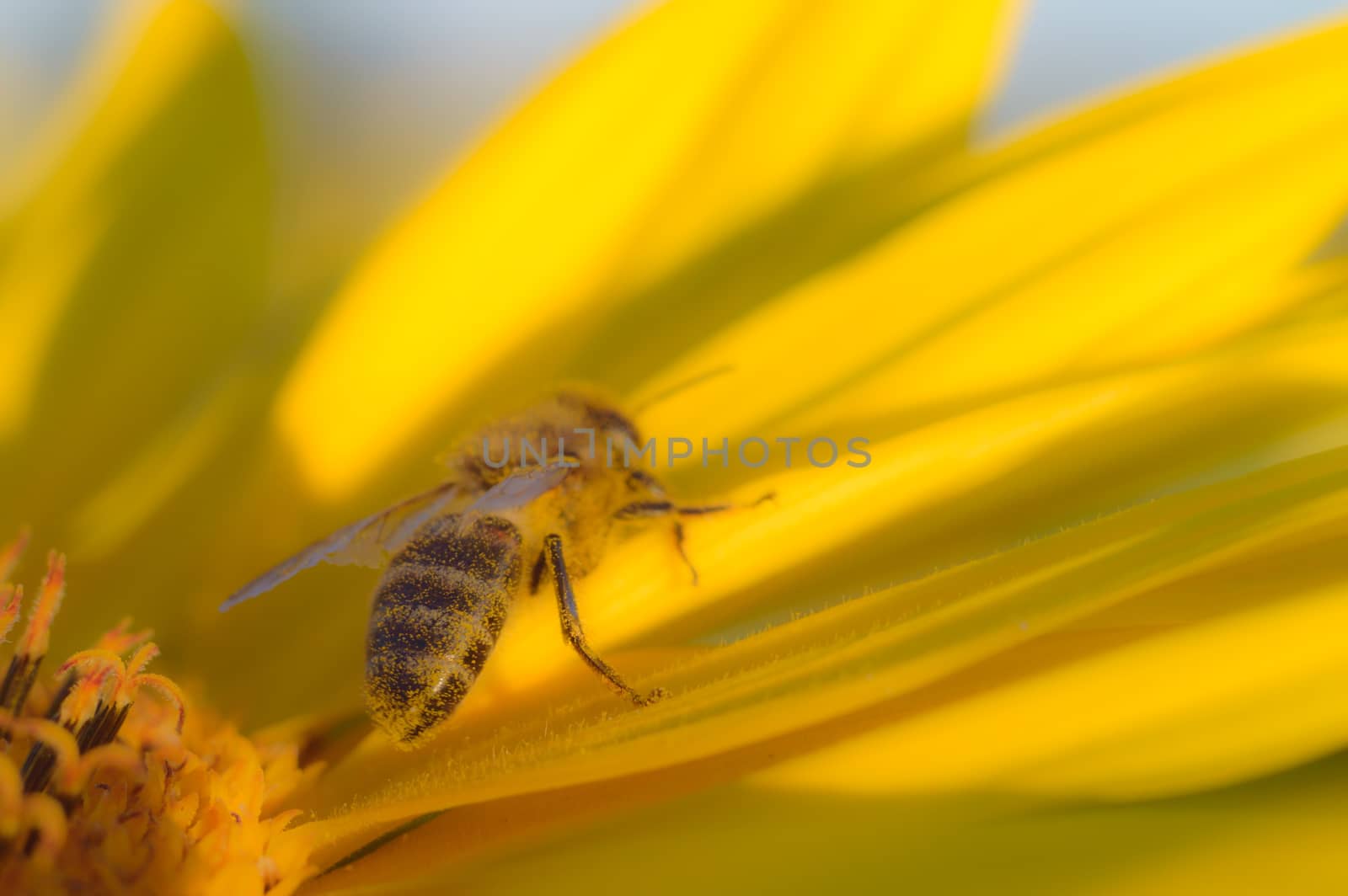 flowers as a colorful background, macro photo, nature series
