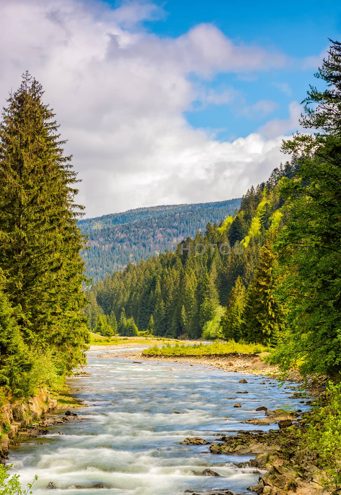 Rapid stream with rocky shore flow through valley. conifer fores on the hillsides of mountains on a sunny day. beautiful springtime nature view in good weather with blue sky and clouds.