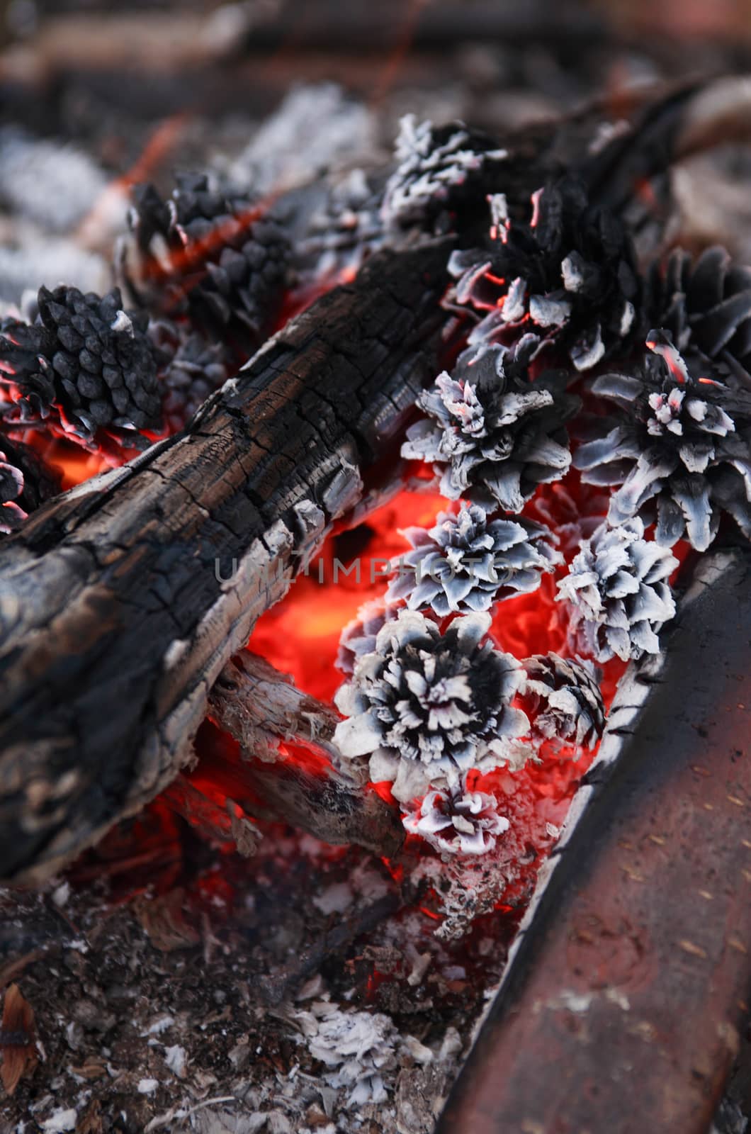 Closeup background of campfire with burning cones