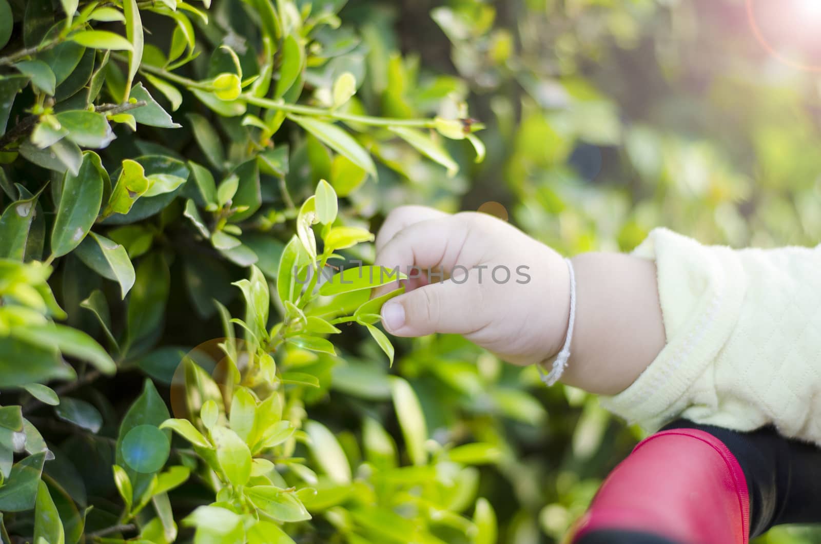 Little baby hand and fresh green leaves