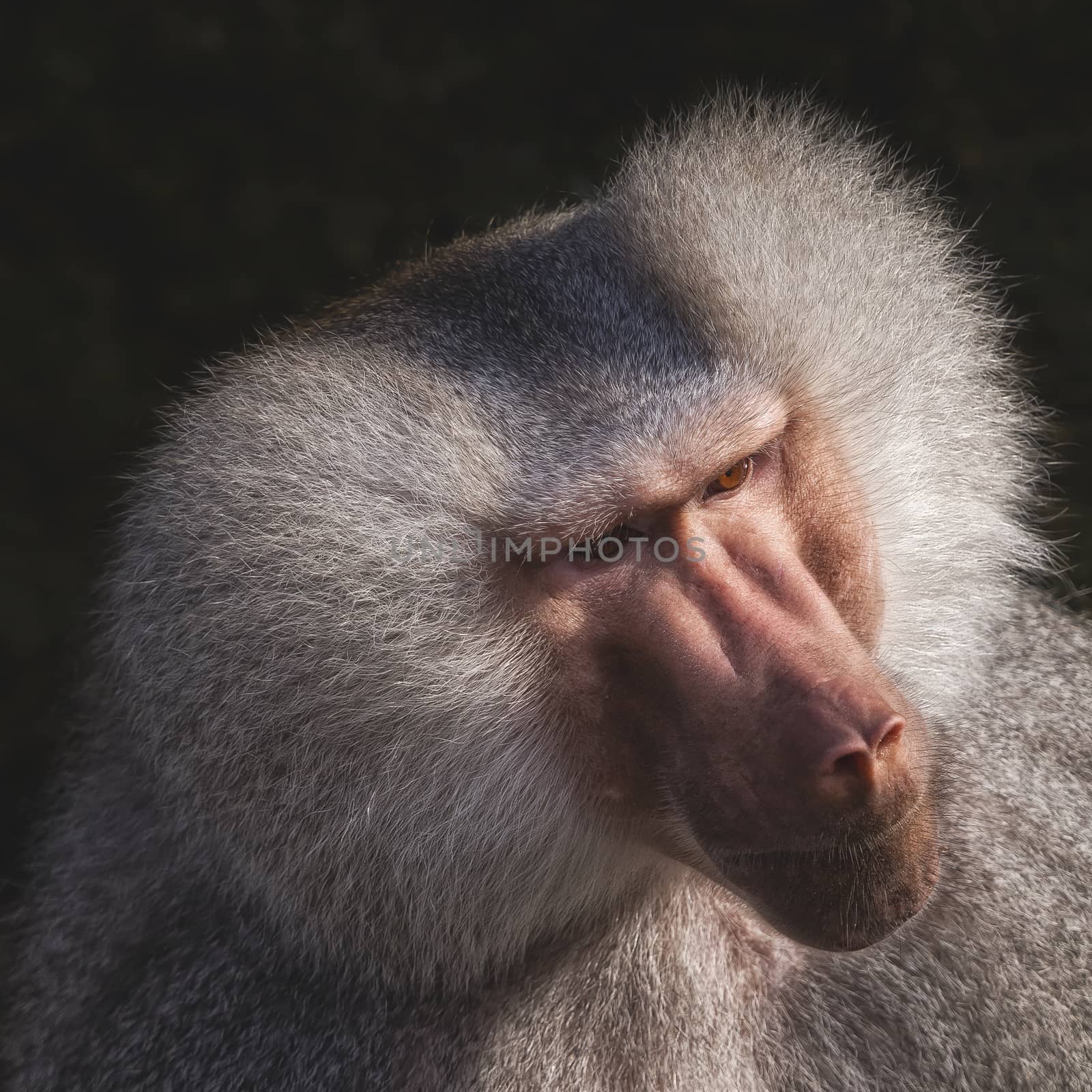 Head shot of  a monkey with grey hairs