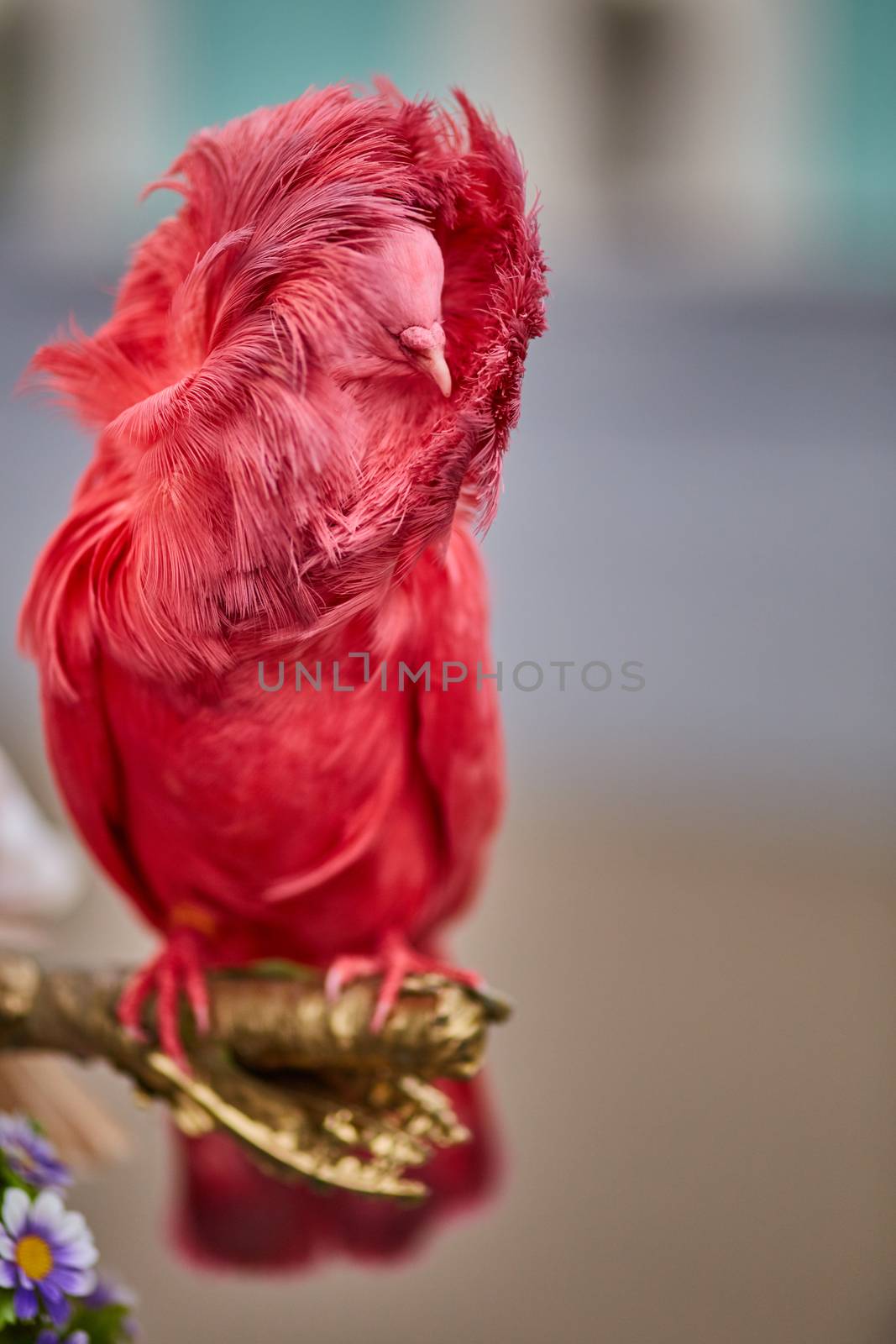 Multicolored pigeons, one is different