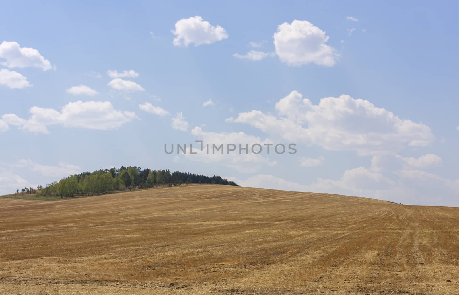 Rolling Farm Hills of Wheat Crop Fields on Sunny Summer Day.