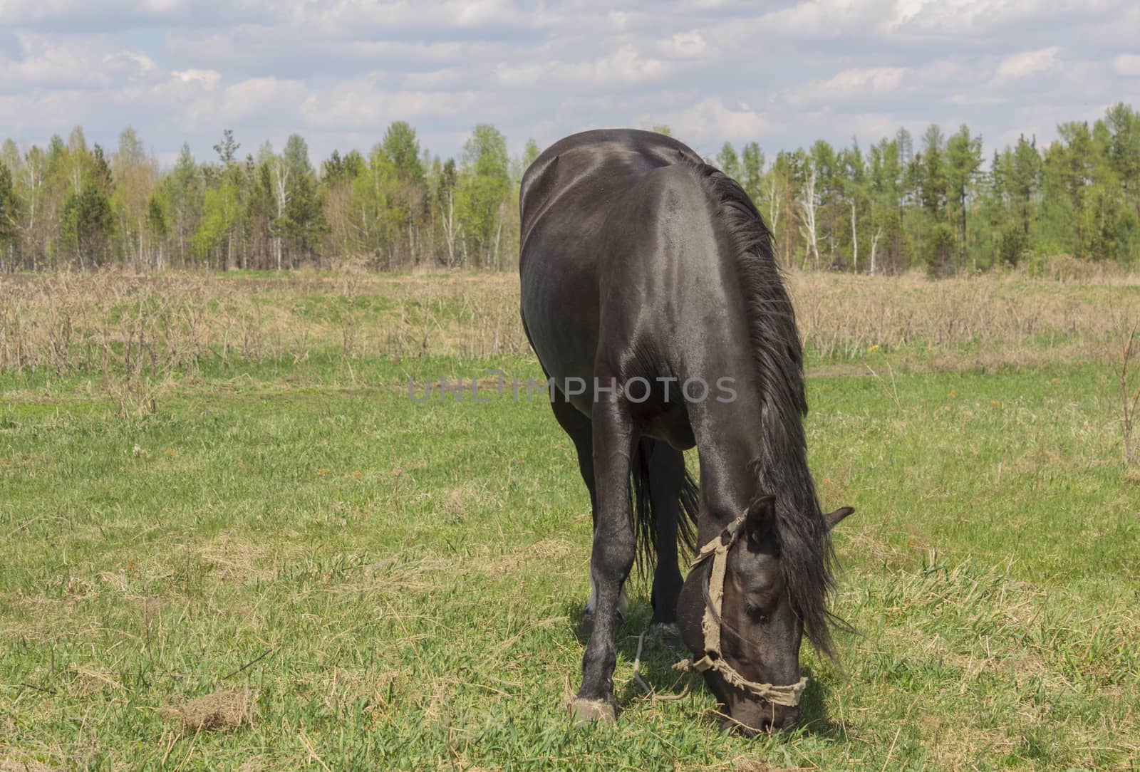 Portrait of a black horse on a background of green grass.