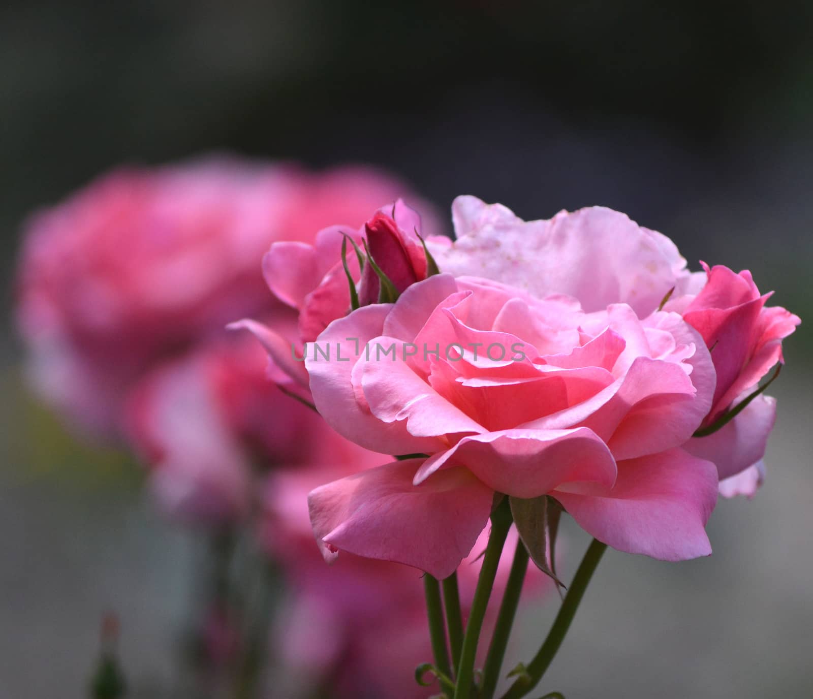 Pink roses in a garden by hibrida13