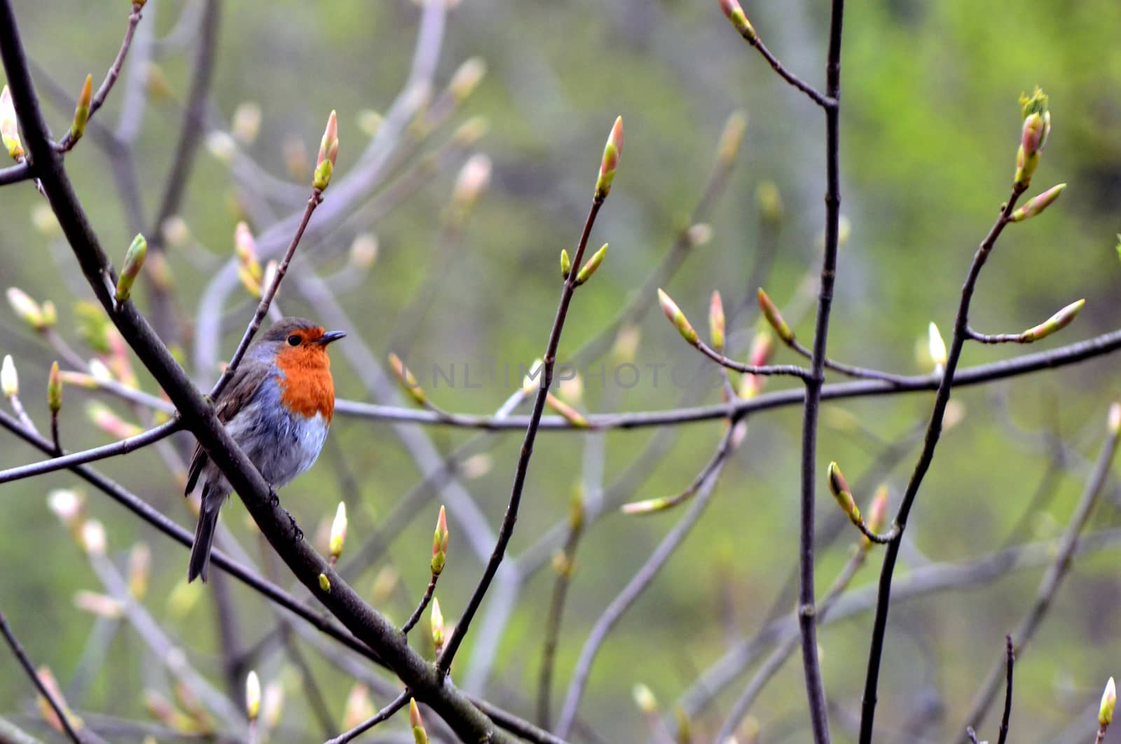 European robin on a branch by hibrida13