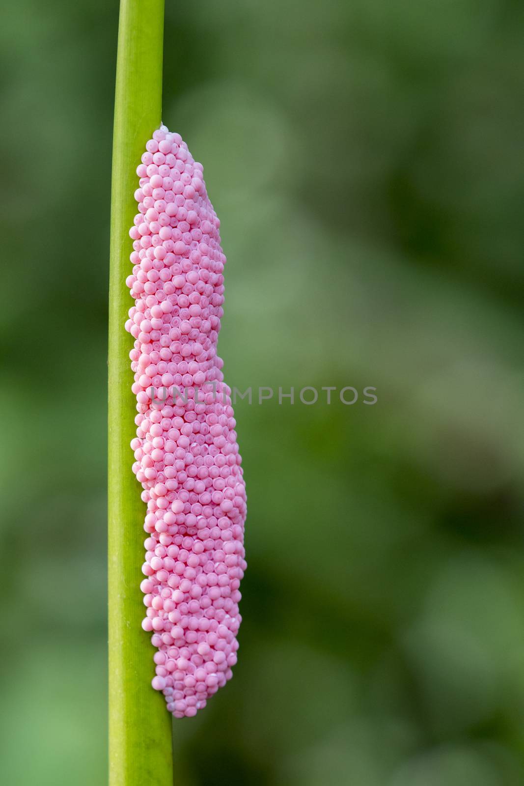 Image of eggs of golden apple snail on nature background.