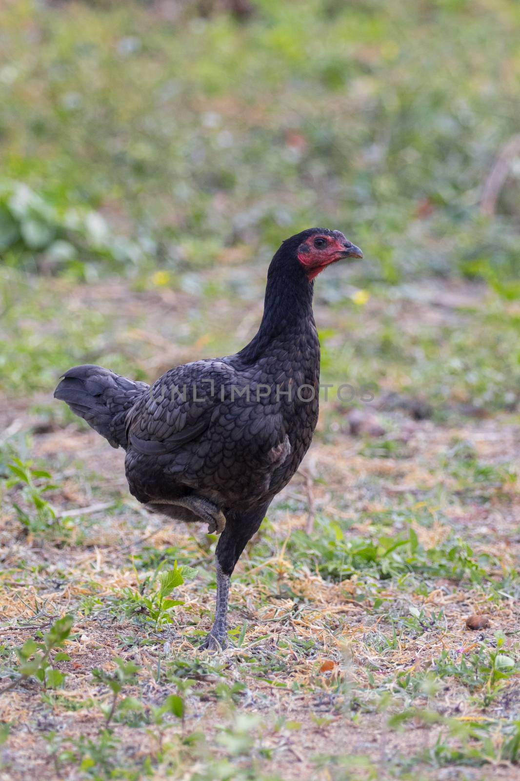 Image of a hen in green field. Farm Animals.