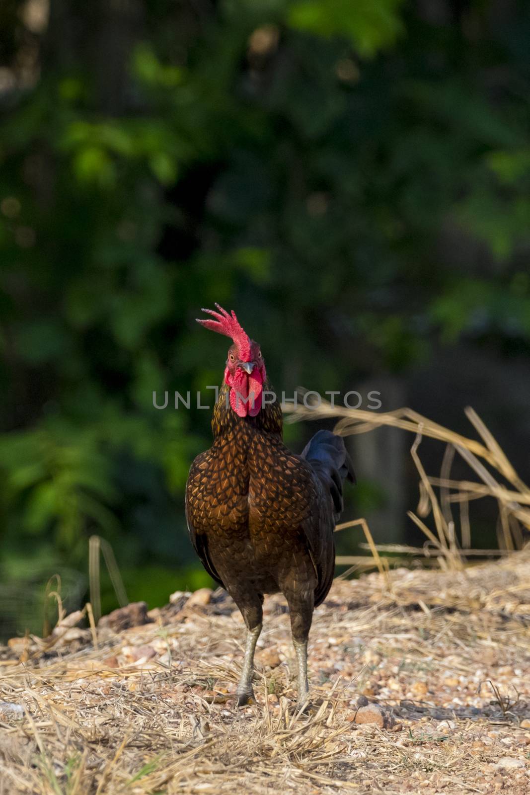 Image of chicken on nature background. Farm Animals.