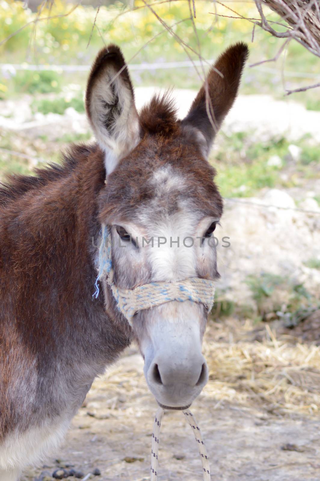 Close-up of a head of a donkey In a meadow on the island of Crete