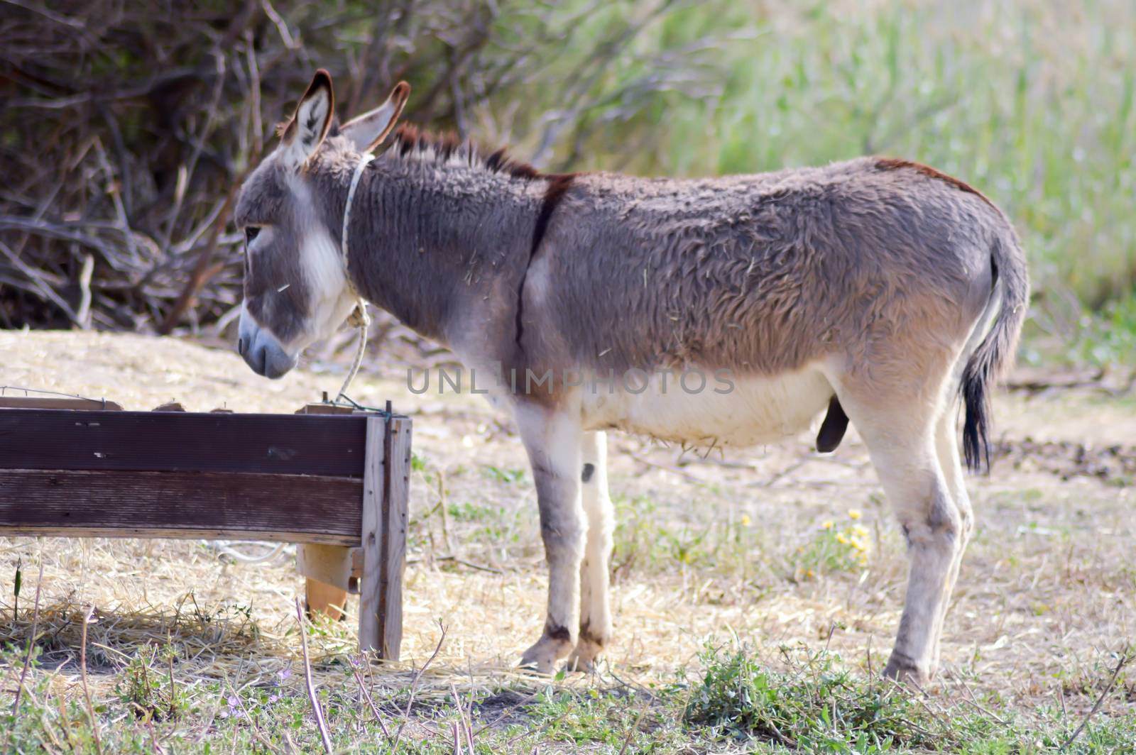 A donkey in front of his trough In a meadow on the island of Crete