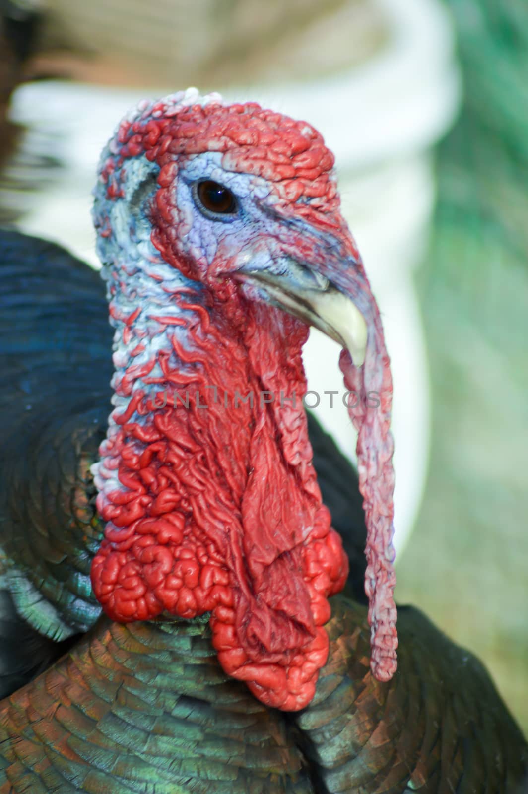 View of a turkey head in a chicken coop