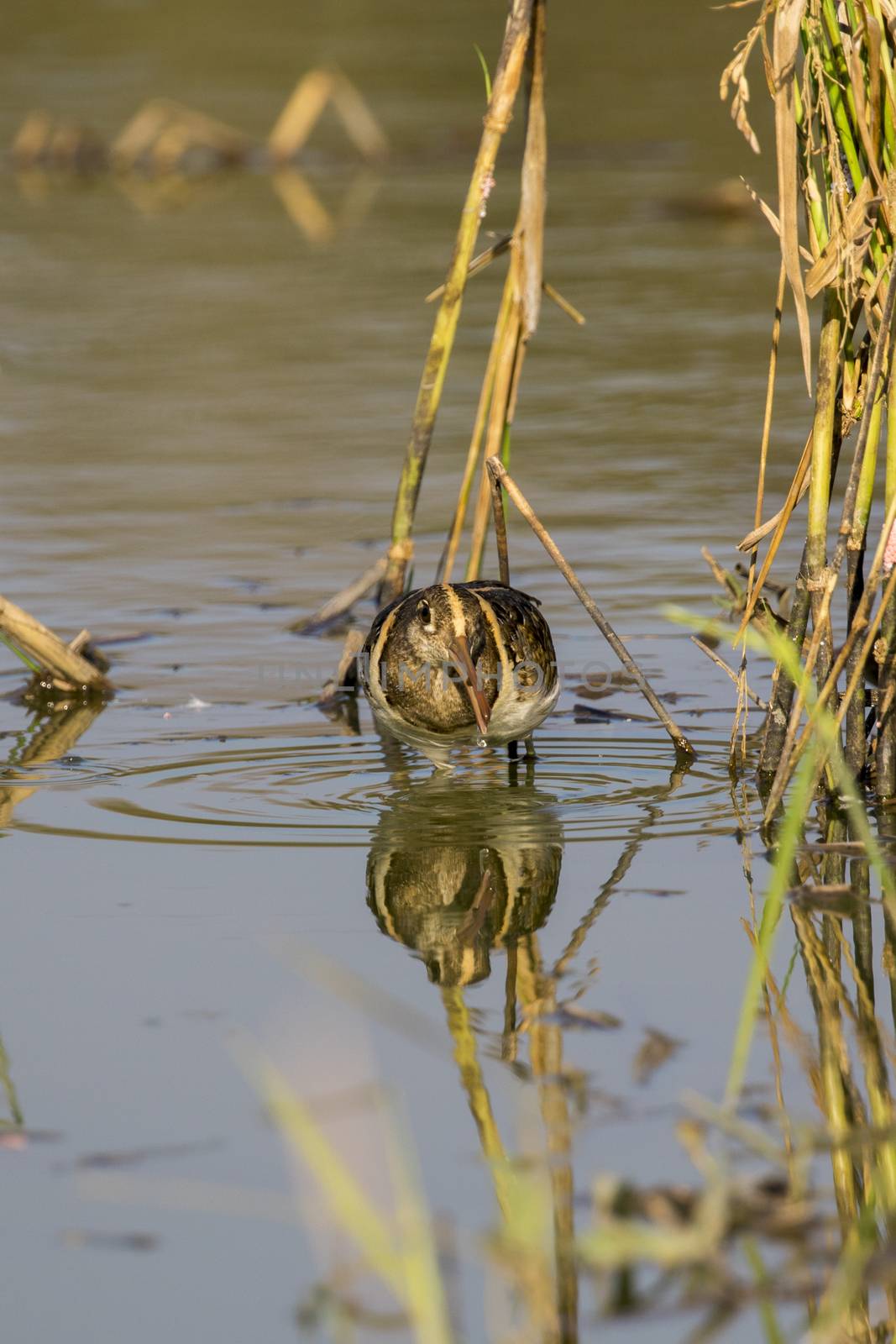 Image of birds are looking for food (Greater Painted-snipe; Rostratula benghalensis) (male). Wild Animals.