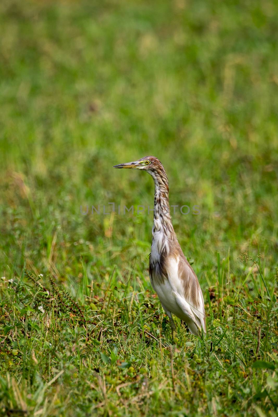 Image of Chinese Pond Heron (Ardeola bacchus) on green grass field. Bird