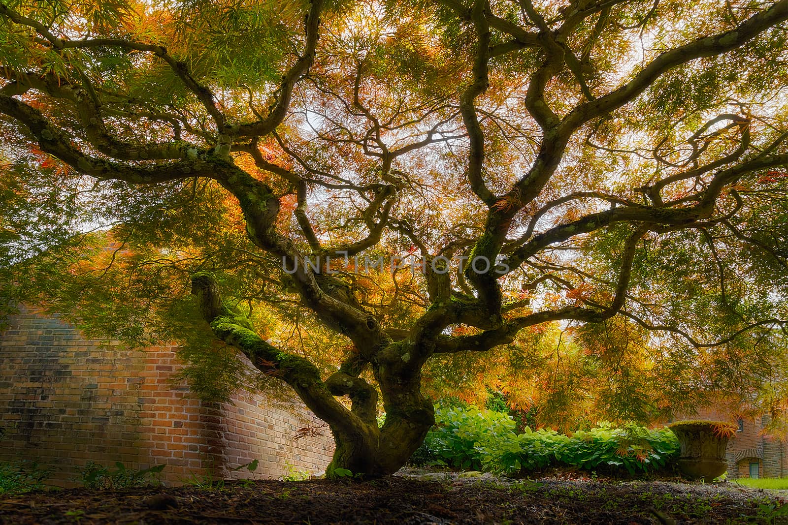 Old Japanese Maple Tree by Davidgn