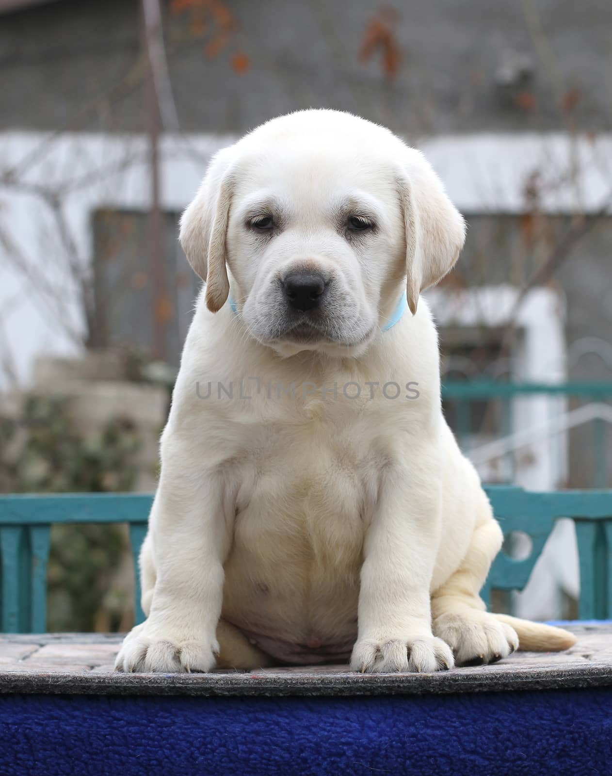 little yellow labrador puppy sitting on blue background