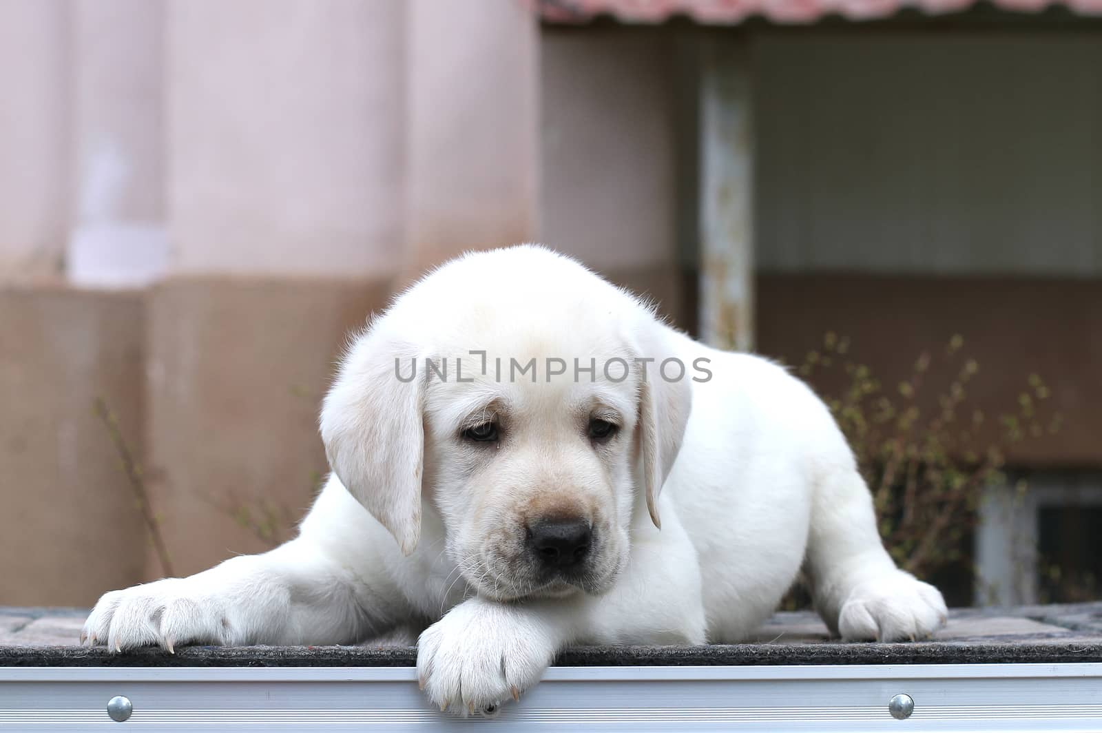 the little yellow labrador puppy sitting on grey background