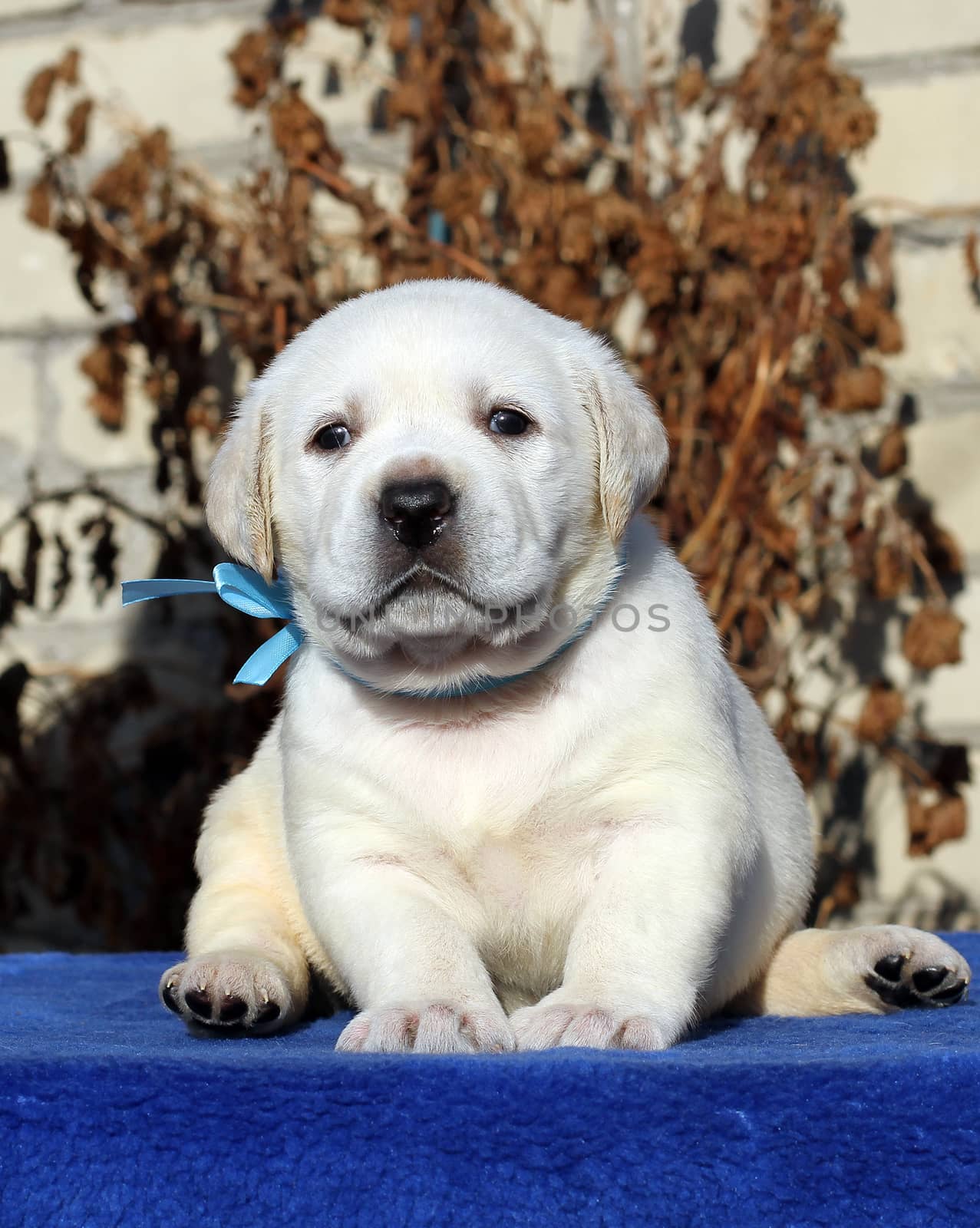 a little yellow labrador puppy sitting on blue background