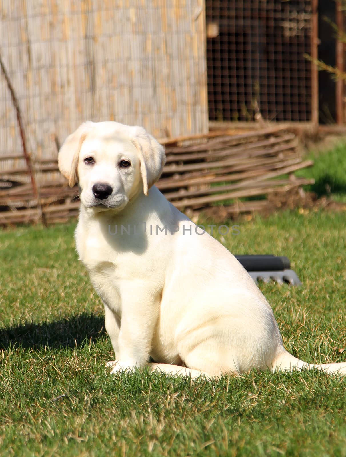 yellow nice labrador puppy in the garden