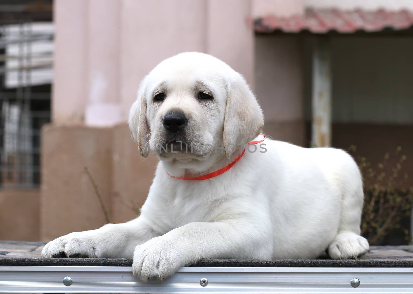little yellow labrador puppy sitting on grey background