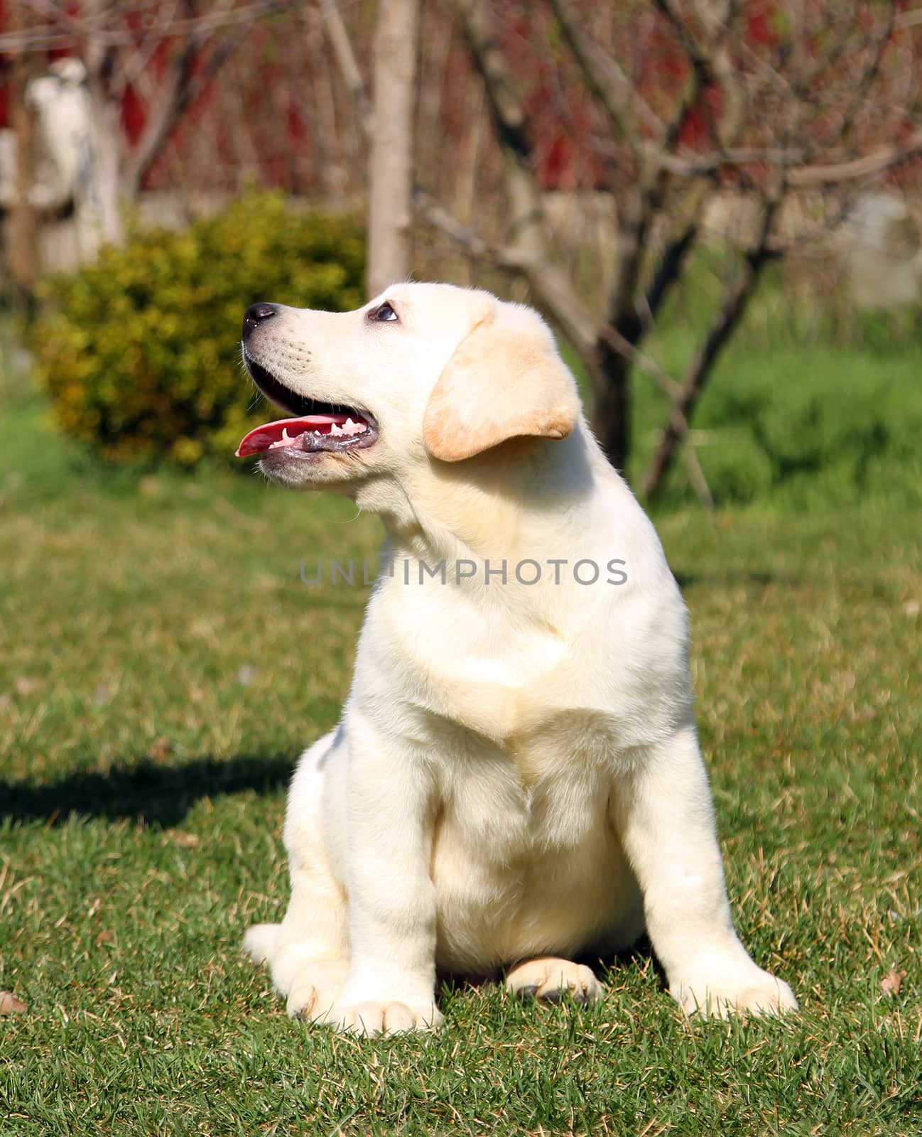 yellow cute nice labrador puppy in the garden