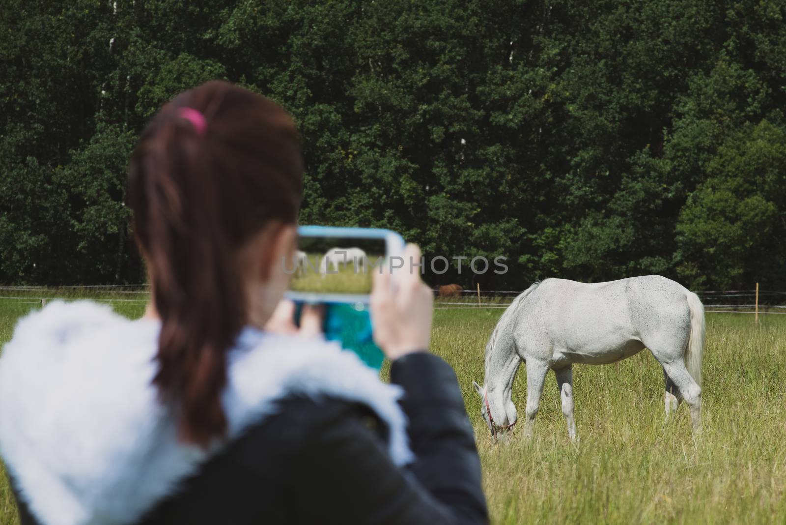 Blurred girl on foreground holding smartphone and making picture of gorgeous horse outdoors by skrotov