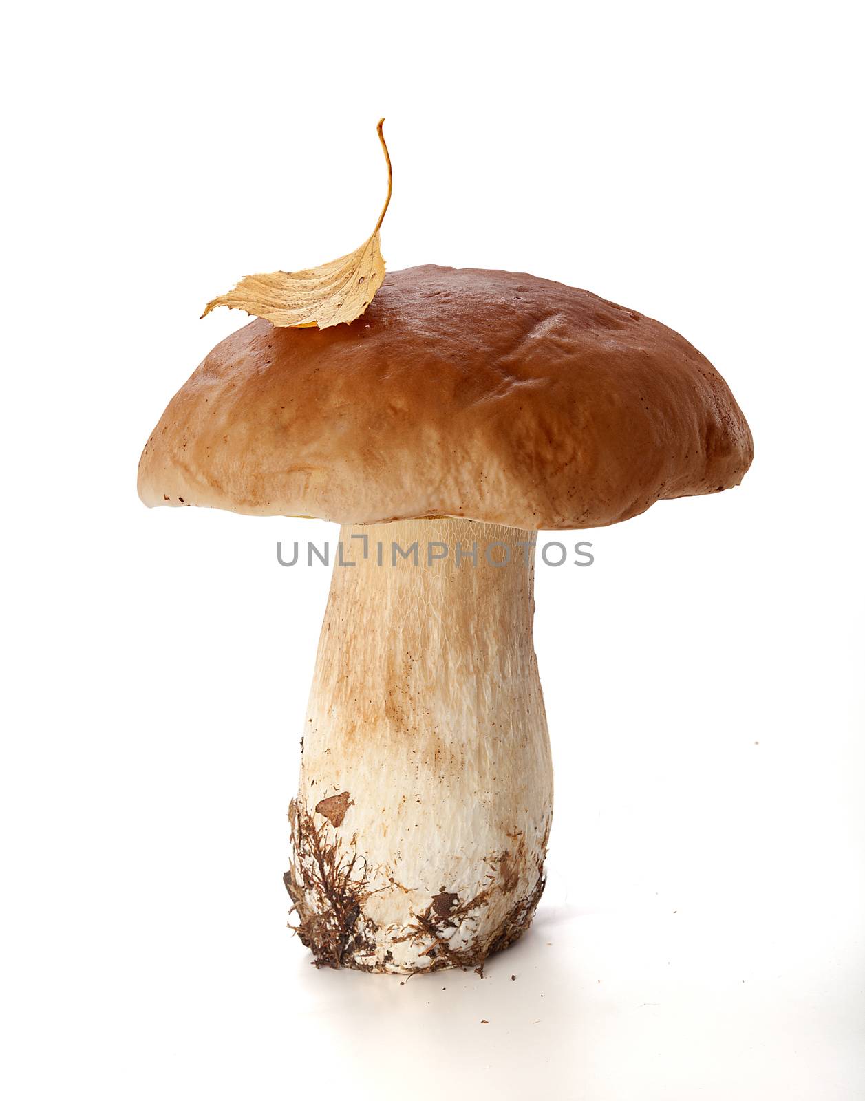 White mushroom by Angorius