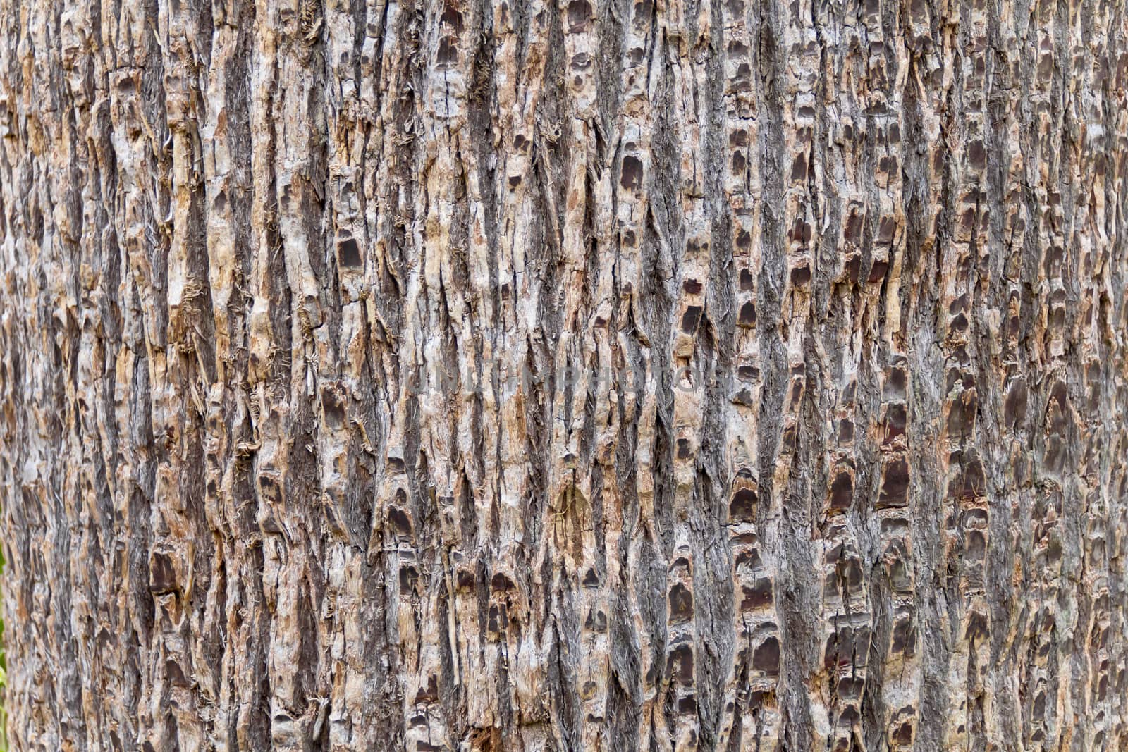 Horizontal photo of the brown texture stem tree