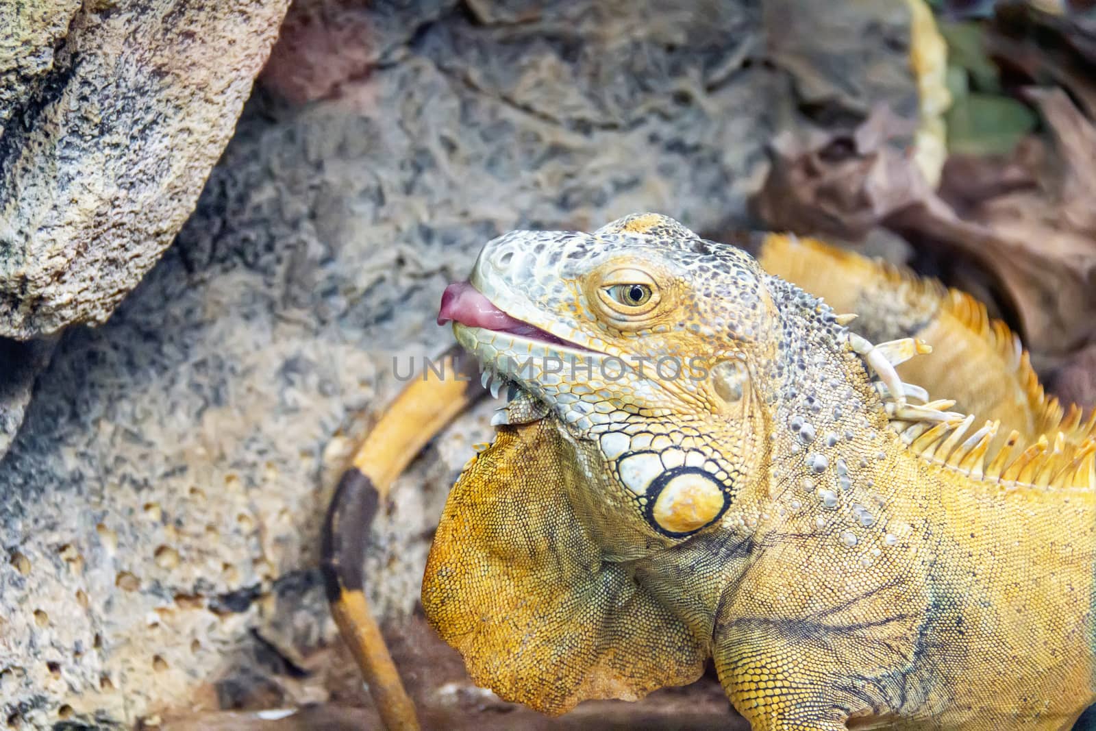 Photo of yellow iguana with put out tongue in zoo