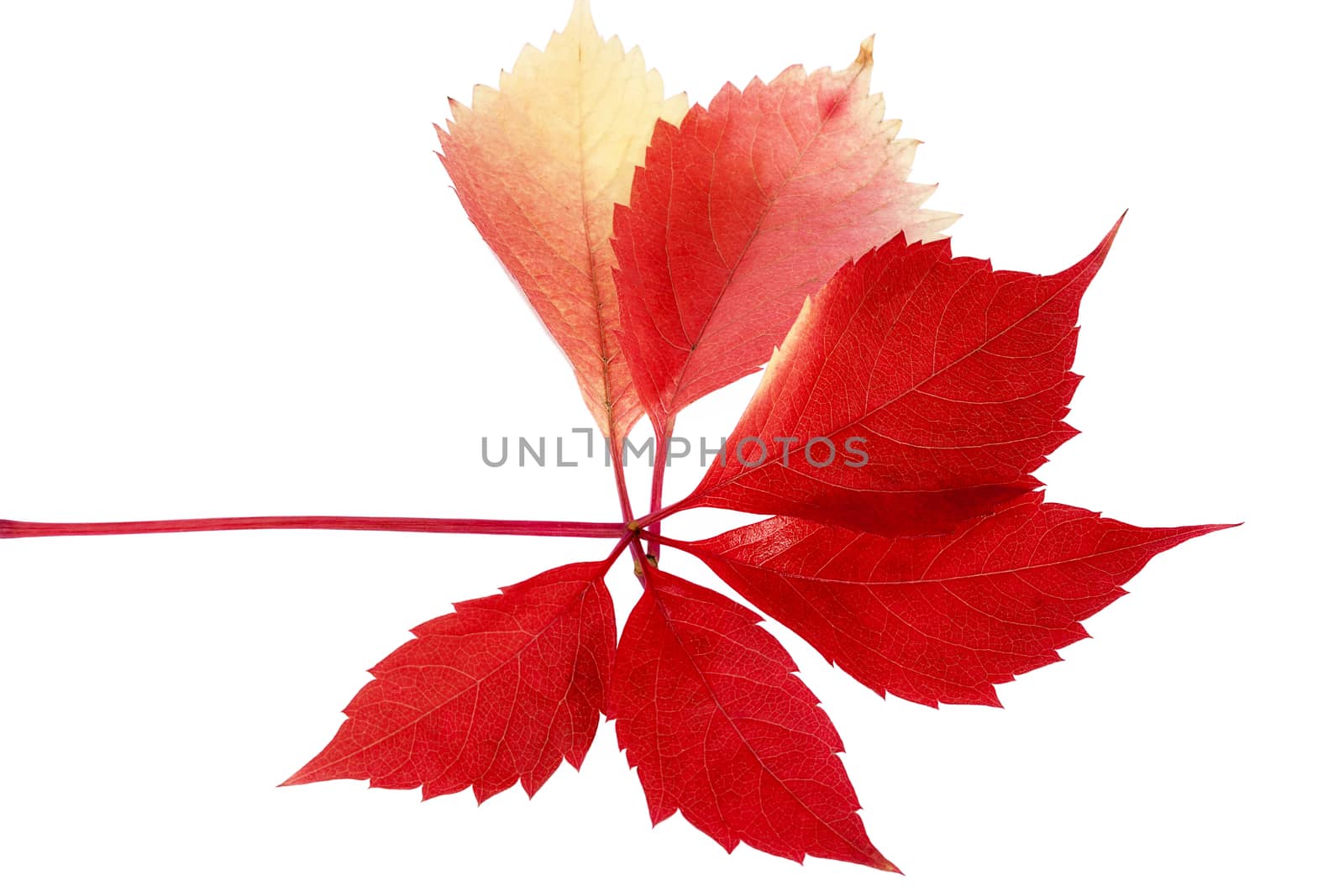 Leaf of parthenocissus in autumnal colors isolated on white background