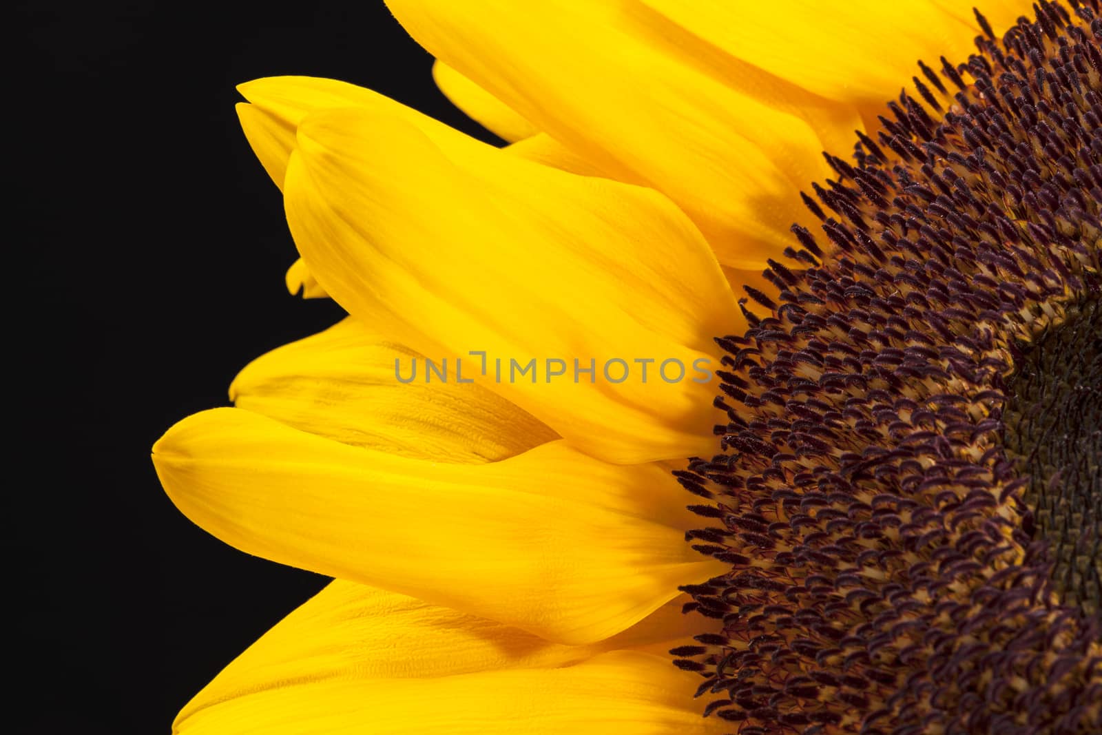 blooming sunflower on black  background, close up. by mychadre77