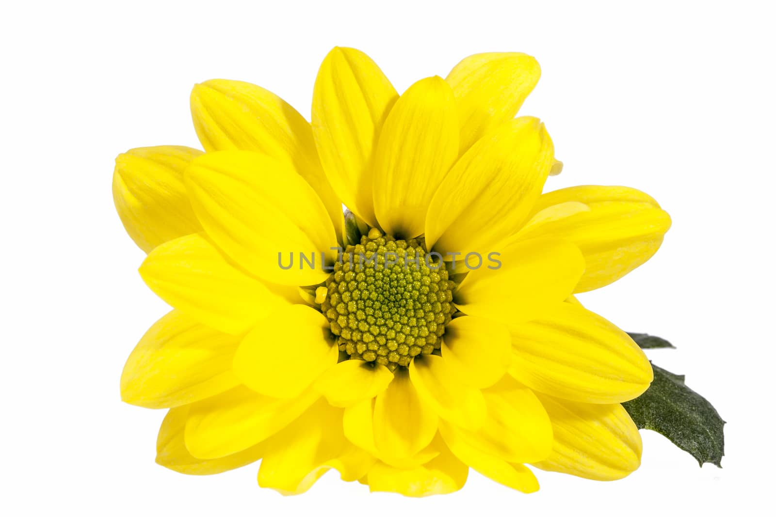 Flower of yellow marguerite  isolated on white background by mychadre77