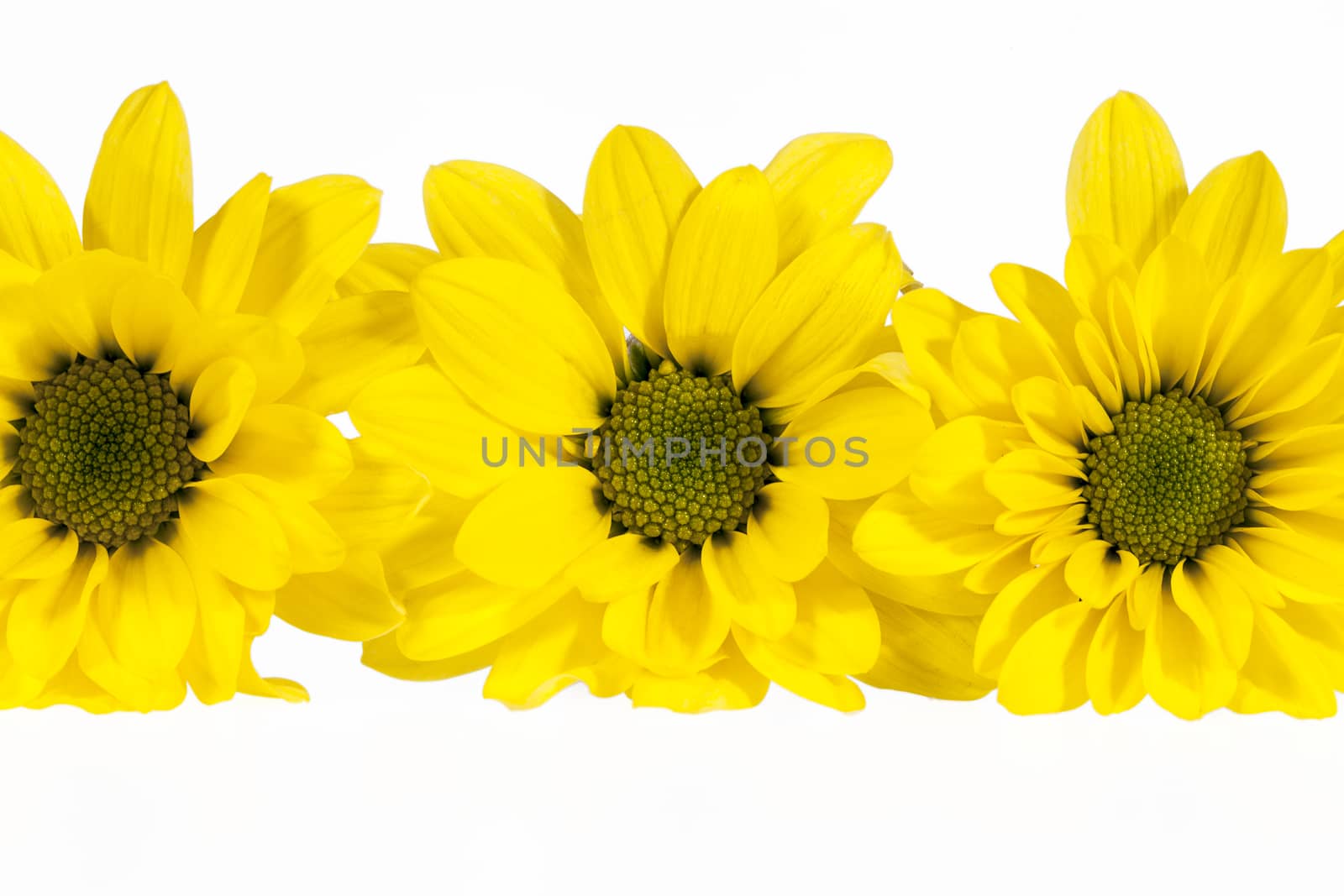 Flowers of yellow marguerite  isolated on white background by mychadre77