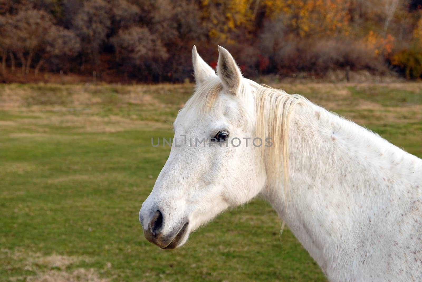 White horse standing in a pasture looking at the viewer.