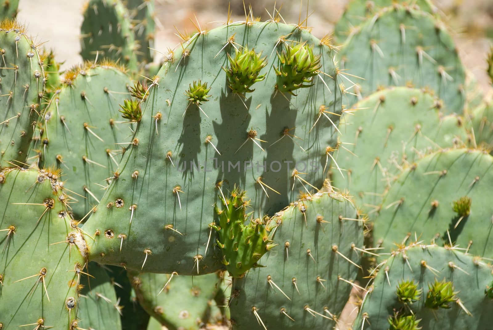 Prickly pear cactus image taken just before the flowers started to bloom in the spring. This shot was taken on the mesa overlooking Havasu Falls in Arizona